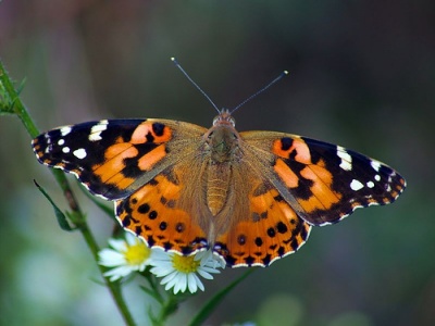 painted-lady-butterfly[1]