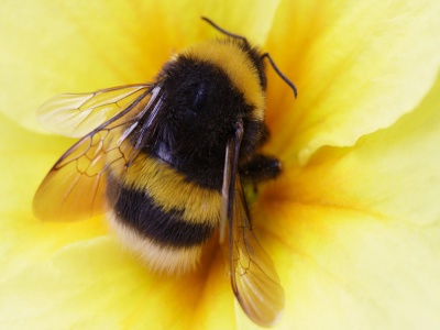 bumble bee shutterstock_3144238