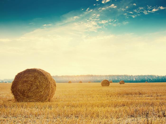 hay bales, farming, countryside, rural