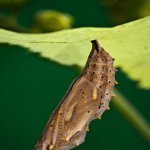 metamorphosis__painted_lady_chrysalis__by_sarahorsomeone-d562285[1]